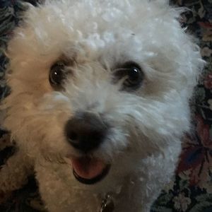 Meet your Posher, Travis